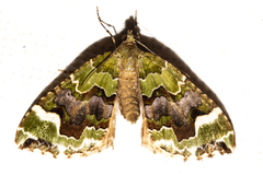 Hydriomena purpurifera