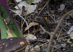 Anolis carolinensis