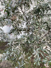 Heteromeles arbutifolia