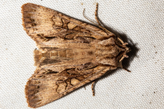 Ichneutica averilla