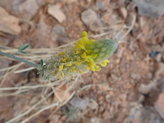 Dalea aurea