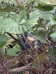 Xanthosoma violaceum