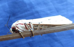 Rhodogastria similis