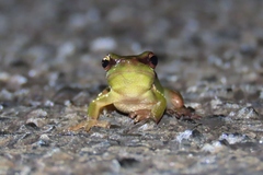 Litoria olongburensis