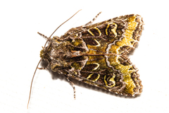 Ichneutica chlorodonta