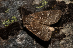Ichneutica lithias