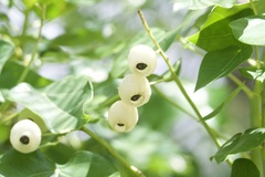 Hernandia nymphaeifolia