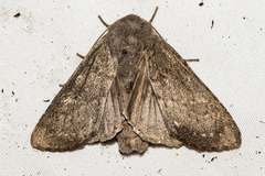 Ichneutica nullifera