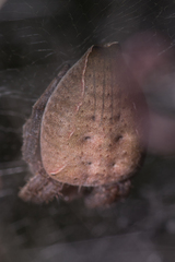 Cyrtophora exanthematica