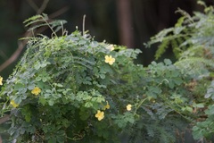 Senna surattensis