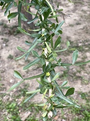 Crescentia alata