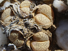Lithops