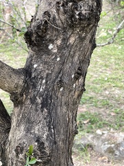 Crescentia alata