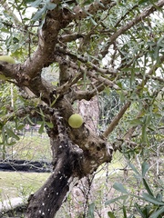 Crescentia alata