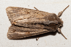 Ichneutica ustistriga