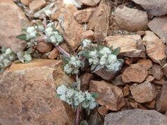 Guilleminea densa