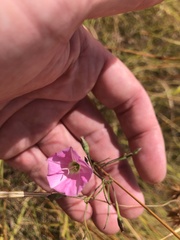 Convolvulus angustissimus