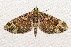 Pasiphila bilineolata