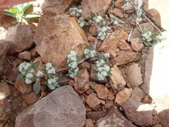 Guilleminea densa