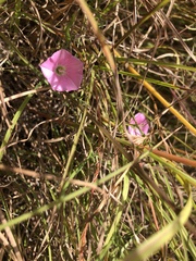 Convolvulus angustissimus