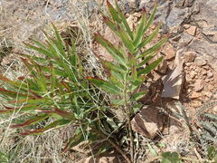 Asclepias asperula