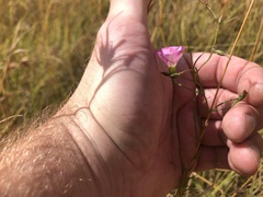 Convolvulus angustissimus