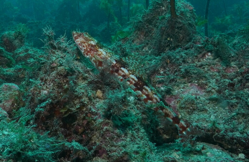 Doak's lizardfish (Synodus doaki) — Synodontidae