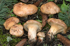 Paxillus ammoniavirescens