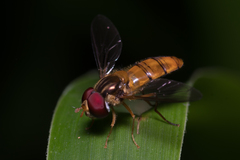 Episyrphus