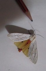 Rhodogastria similis