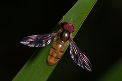 Episyrphus