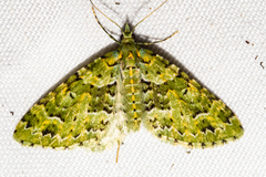 Pasiphila melochlora