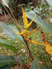 Heliconia beckneri