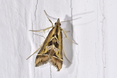 Diasemia grammalis