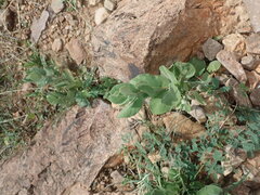 Mandevilla macrosiphon