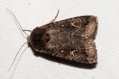 Proteuxoa tetronycha