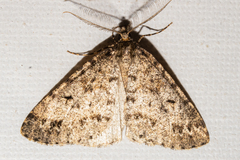 Pseudocoremia terrena