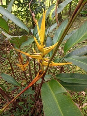 Heliconia beckneri