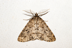 Pseudocoremia terrena