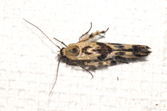 Stathmopoda melanochra