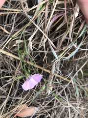 Convolvulus angustissimus