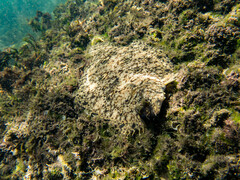 Pseudorhombus jenynsii