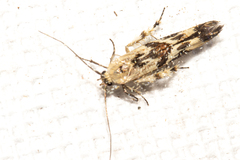 Stathmopoda melanochra