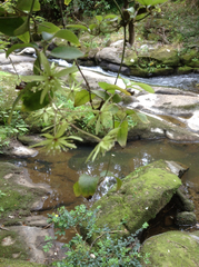 Clematis cunninghamii