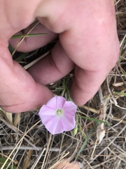 Convolvulus angustissimus