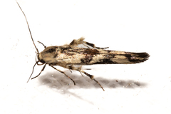 Stathmopoda melanochra