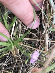 Convolvulus angustissimus