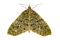 Tatosoma monoviridisata