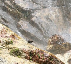 Cinclus leucocephalus