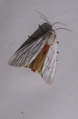 Rhodogastria similis